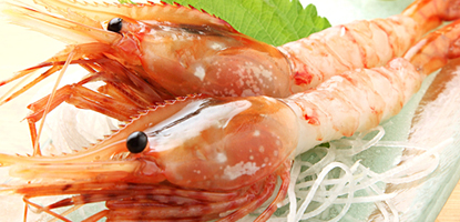 ボタンエビの刺身　1575円